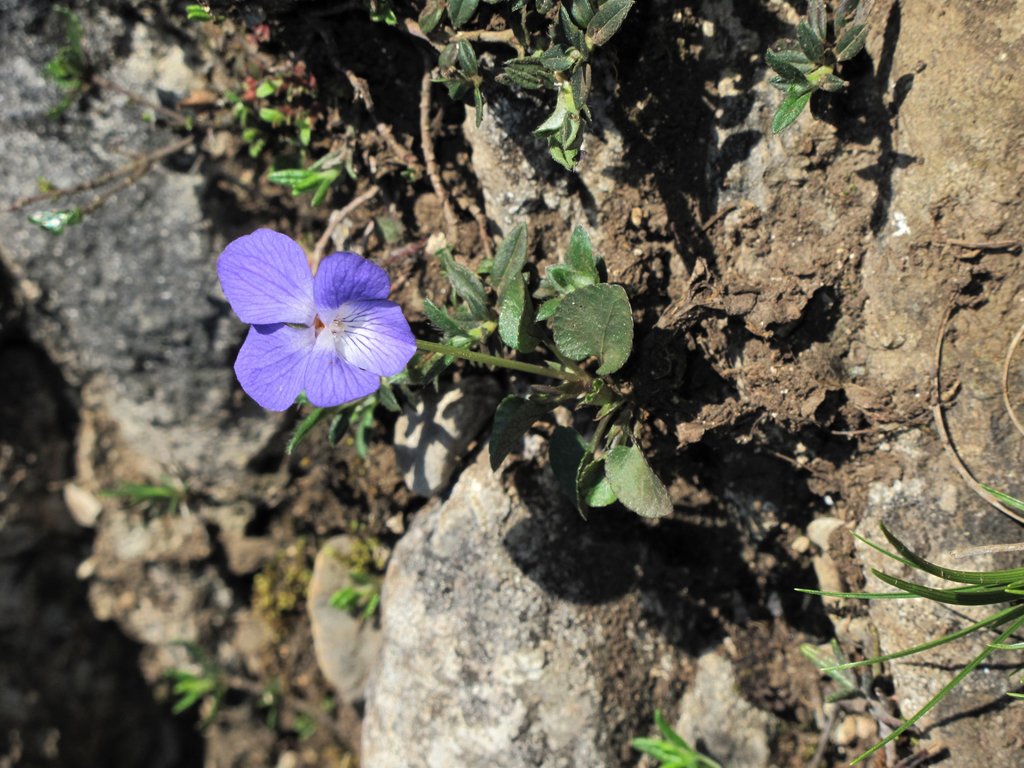 Viola rupestris